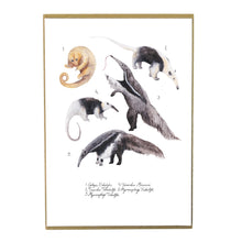 Load image into Gallery viewer, Colony of Anteaters Art Print