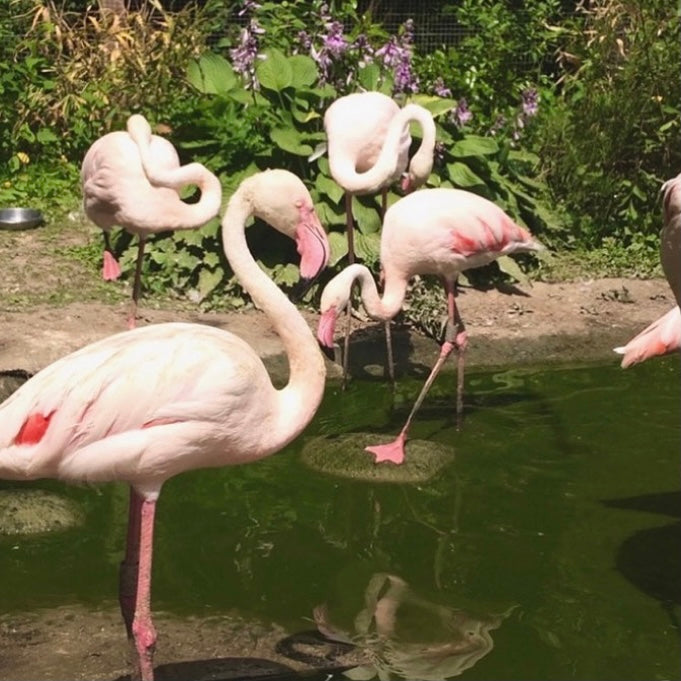 A Flamingo Refresh