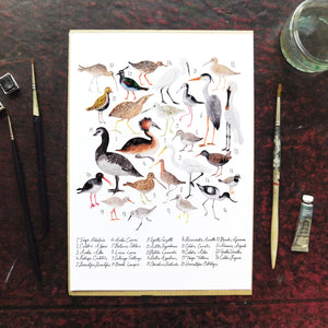 Aestes Wetland Birds Art Print