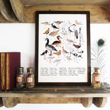 Load image into Gallery viewer, Aestes Wetland Birds Art Print