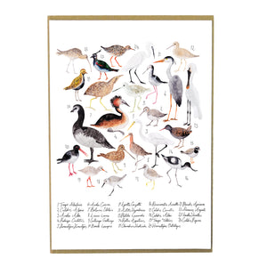 Aestes Wetland Birds Art Print