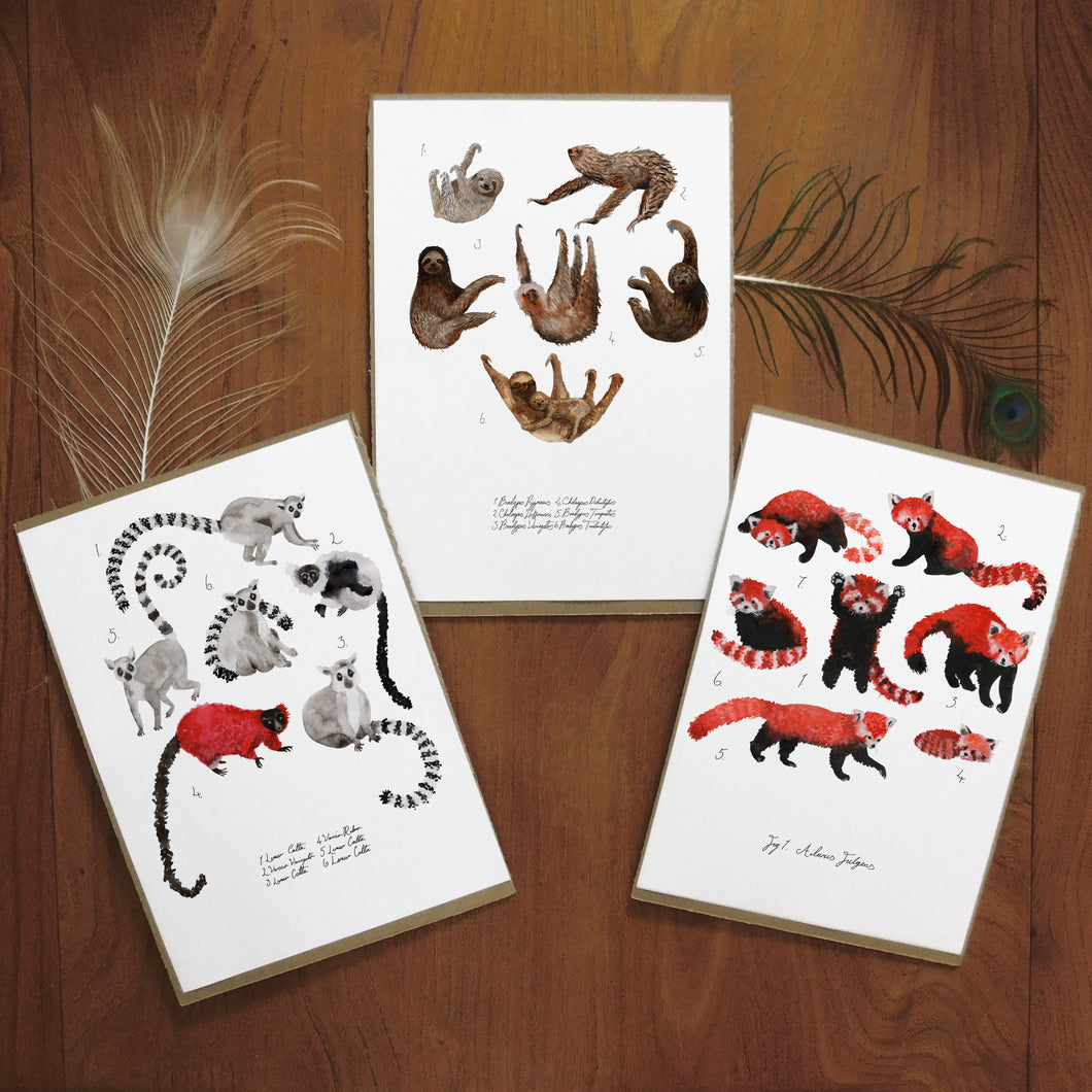 Arboreal Mammals Set of 3 Art Prints