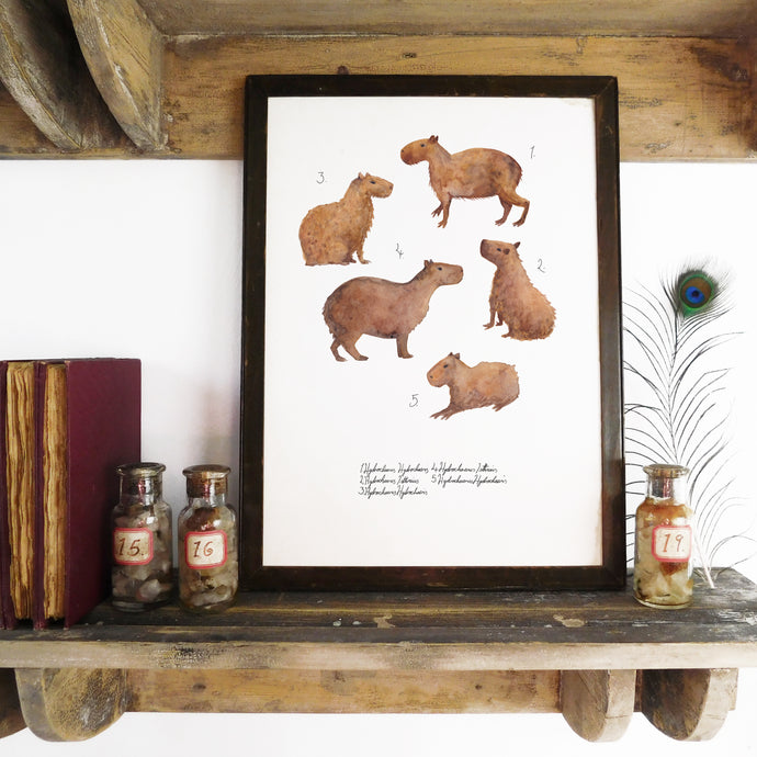 Chill of Capybaras Art Print