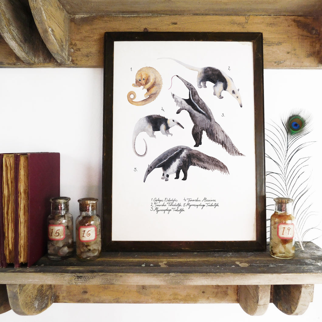 Colony of Anteaters Art Print