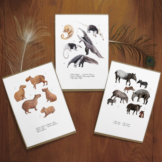 Equatorial Mammals Set of 3 Art Prints