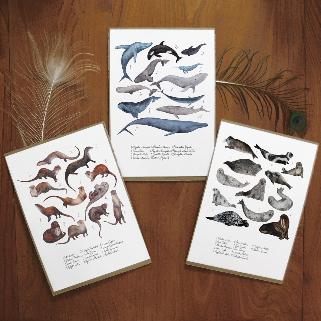 Marine Mammals Set of 3 Art Prints