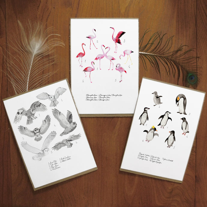 Ornithology Set of 3 Art Prints