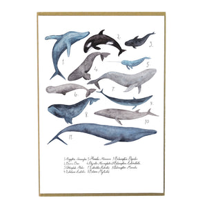 Pod of Whales Art Print