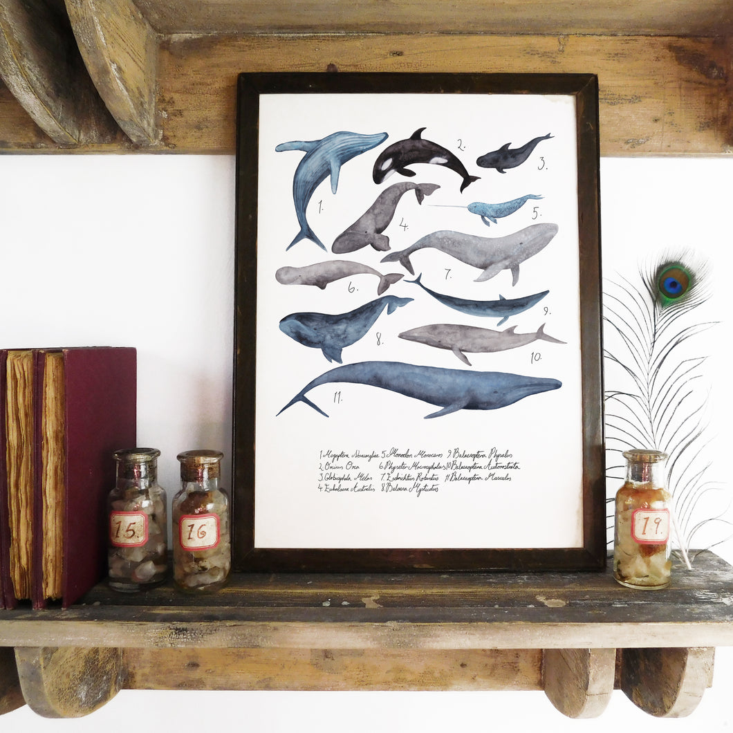 Pod of Whales Art Print