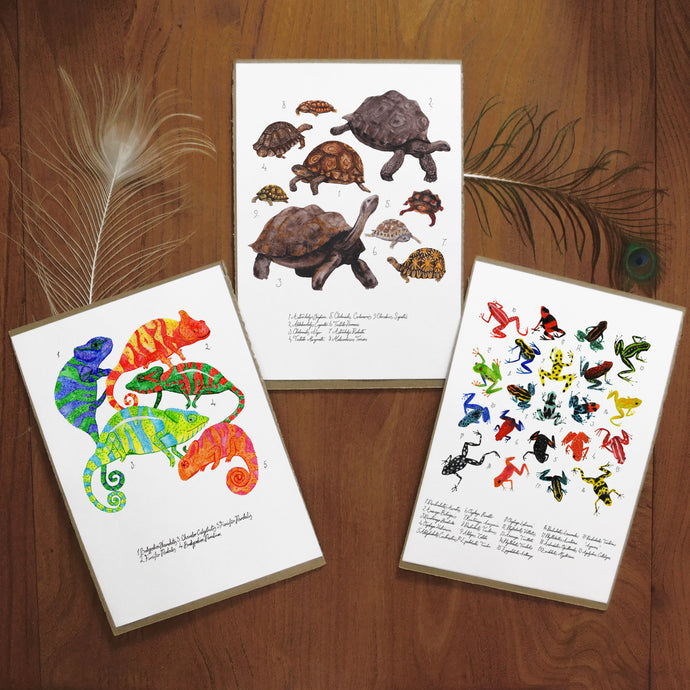 Tropical Amphibians and Reptiles Set of 3 Art Prints