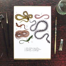 Load image into Gallery viewer, Reptilia British Reptiles Art Print