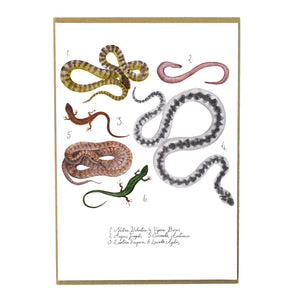 Reptilia British Reptiles Art Print