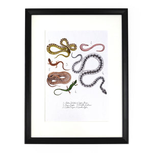 Reptilia British Reptiles Art Print