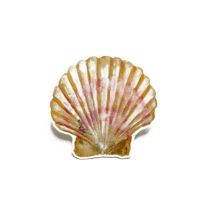 Conchae Scallop Shell Sticker