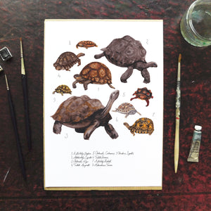 Creep of Tortoises Art Print