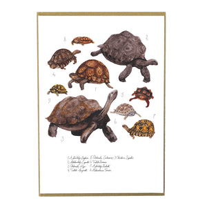 Creep of Tortoises Art Print