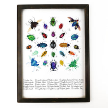 Load image into Gallery viewer, Coleoptera Beetle Art Print
