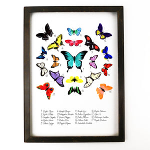 Lepidoptera Butterfly Art Print