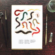 Load image into Gallery viewer, Myriapoda Centipede Art Print