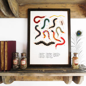 Myriapoda Centipede Art Print