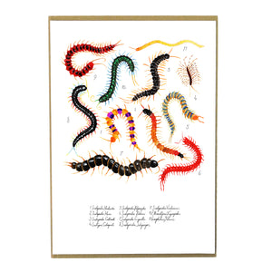 Myriapoda Centipede Art Print