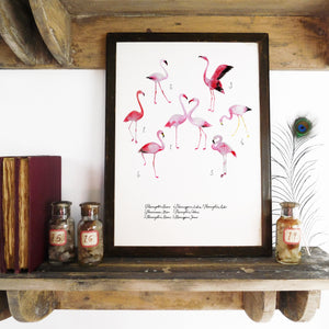 Flamboyance of Flamingos Art Print