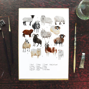 Flock of Sheep Art Print