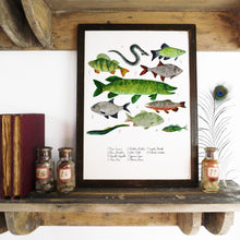 Load image into Gallery viewer, Flumens Freshwater Fish Art Print
