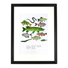 Load image into Gallery viewer, Flumens Freshwater Fish Art Print