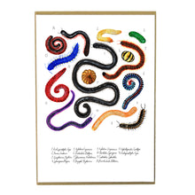 Load image into Gallery viewer, Myriapoda Millipede Art Print