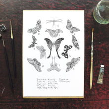 Load image into Gallery viewer, Archaeolepis Moth Art Print