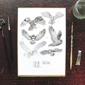 Parliament of Owls Art Print