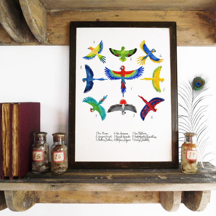 Psittacidae Parrot Art Print