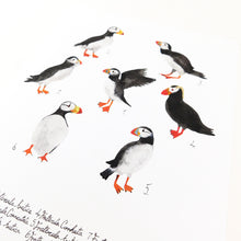 Load image into Gallery viewer, Improbability of Puffins Art Print