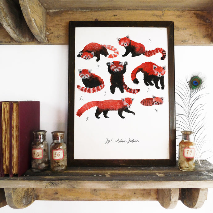 Pack of Red Pandas Art Print