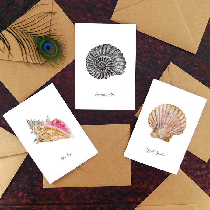 Seashore Specimens Greetings Card Pack