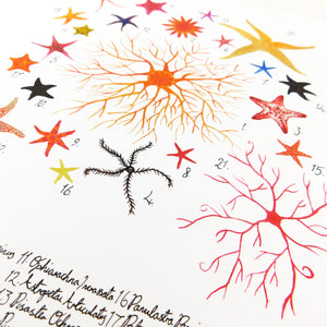 Asterozoa Starfish Art Print