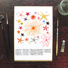 Load image into Gallery viewer, Asterozoa Starfish Art Print