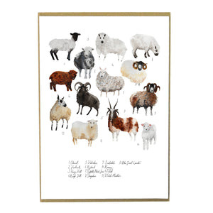 Flock of Sheep Art Print