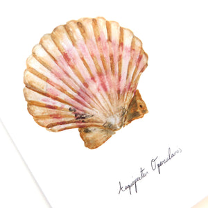 Conchae Scallop Shell Greetings Card