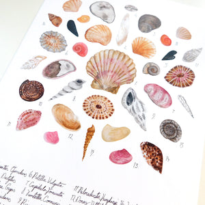 Conchae Sea Shell Art Print