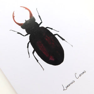 Coleoptera Stag Beetle Greetings Card